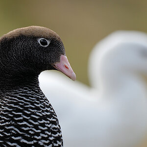 Kelpgans auch Tanggans genannt (Kelp Goose).
Weibchen (Vordergrund), Männchen (Hintergrund)
Carcass Island
9870