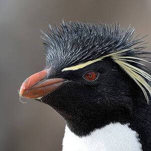 s870 Felspinguin 0975