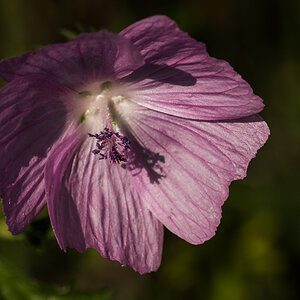 Blume   N01 2622 V2