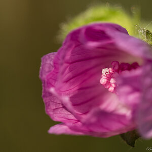 Blume   N01 2667 V2