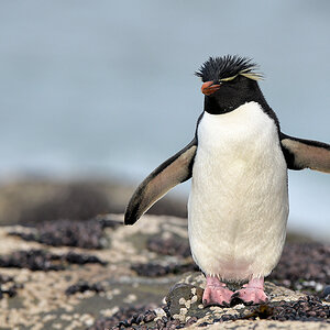 s883 RockhopperPinguin 2111