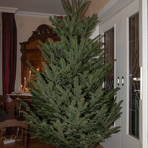 Tannenbaum