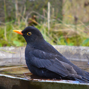 DSC 3376 Amsel