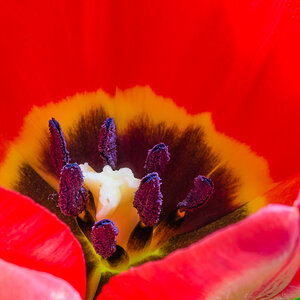 Tulpe Einzelblüte