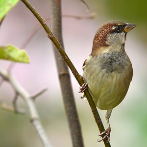 DSC 2500 Spatz