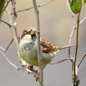 DSC 2512 Spatz