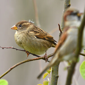 DSC 2521 Spatz