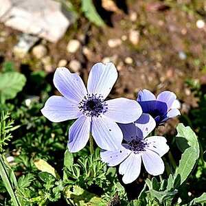 anemone