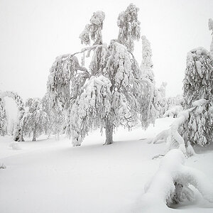 HJN Winter 10