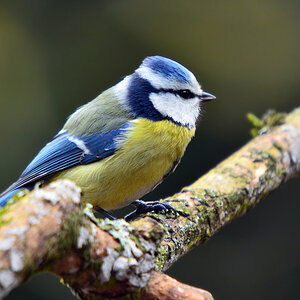 DSC 7877 Blaumeise