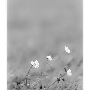 WindPZ1 4225