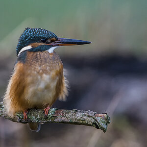 eisvogel 01