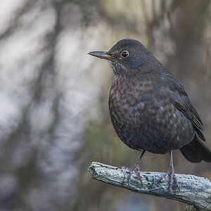 amsel 01