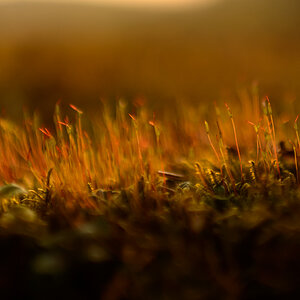 Moos, Abendlicht