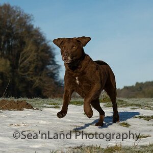 Sea'nLand Chesapeake Bay Retriever