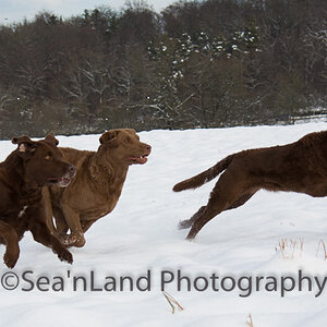Sea'nLand Chesapeake Bay Retriever