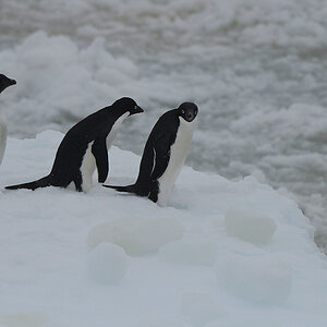 Adelie Pinguine 5494