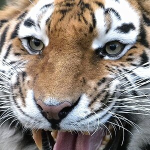 Tiger 122014 100%