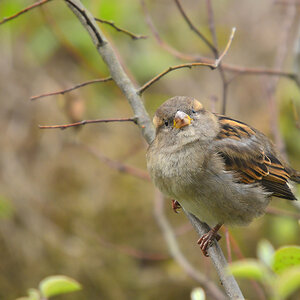 DSC 2539 Spatz