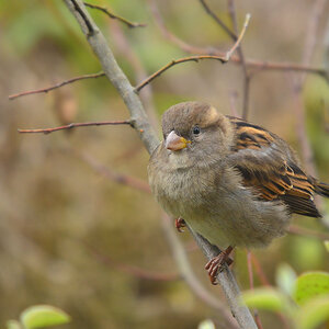 DSC 2540 Spatz