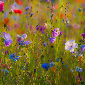 Blumenwiese