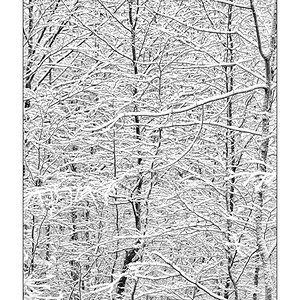 SchneePZ1 4297