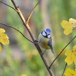 DSC 2752 Blaumeise
