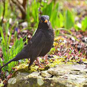 DSC 8425 Amsel