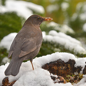 DSC 3620 Amsel