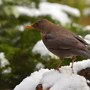 DSC 3621 Amsel