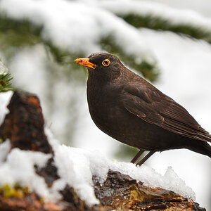 DSC 3628 Amsel