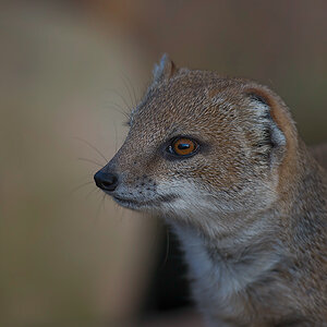Fuchsmanguste
Tiergarten Nürnberg