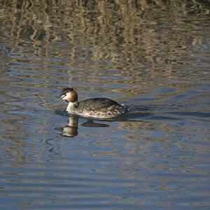 Ein Haubentaucher schwimmt im Abendlicht vorbei. Perfektes licht für diesen schönen Vogel.