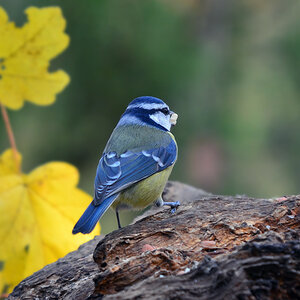 DSC 2754 Blaumeise
