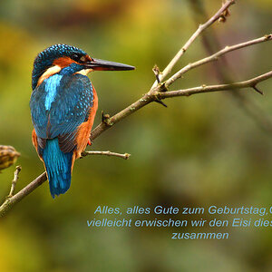 DSC 0416 Eisvogel Charlie