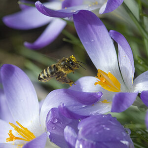Zwischen Frühlings-Regenschauern : 
Wo verstecken sich die Kleinen, wenn's regnet? 
D 700 + AF Micro Nikkor 105mm 2,8D 
105mm f11 1/1000 Iso800 
1.3.2