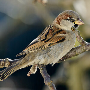 Mein lieber Spatz
