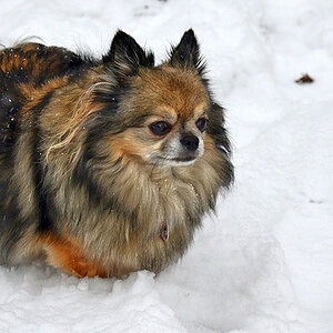 lilly im schnee
