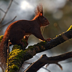 DSC 1579 Eichhörnchen 1000