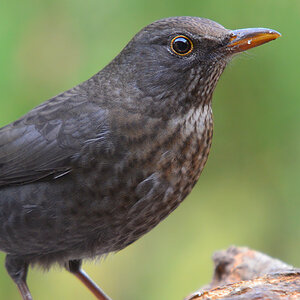 DSC 2630 Amsel Portr