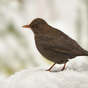 DSC 3021 Amsel