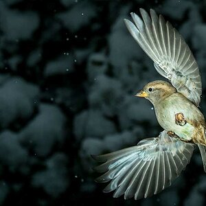 Sperling