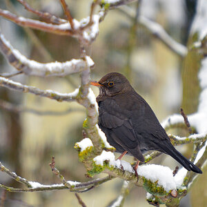 DSC 3051 Amsel