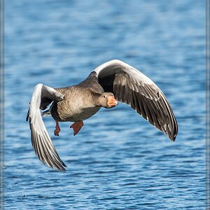 20140309 3330 [NIKON D4] 1000 mm,1 2000 Sek. bei ƒ   8,0