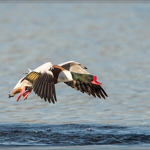 20140309 3364 [NIKON D4] 1000 mm,1 2000 Sek. bei ƒ   7,1