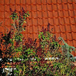Rot auf Rot!