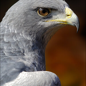 Blausbussard D2X 0129 2b

EXIFs:
Kamera: Nikon D2X
Objektiv: Sigma 70-200mm F2.8 EX DG APO IF HSM
Konverter: Sigma 1,4× APO EX DG Telekonverter
Brennw