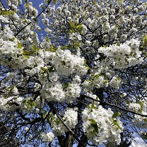 Kirschblüte 1