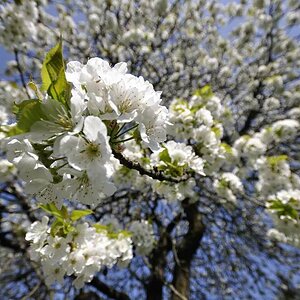 Kirschblüte 2