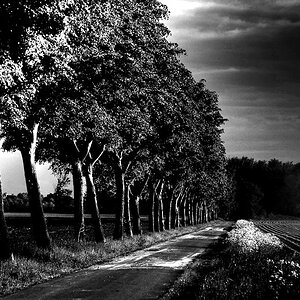 Allee bei Sinninger Mühle s/w